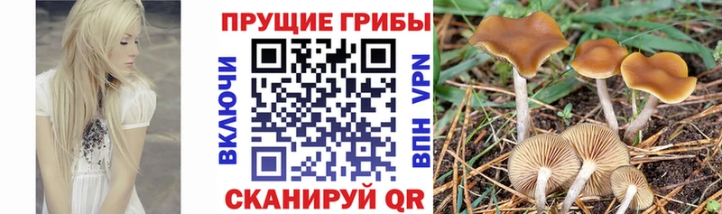 цена наркотик  МЕГА   Галлюциногенные грибы Psilocybine cubensis  Волхов 